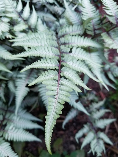 Japanese-painted-fern