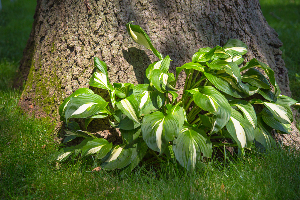 hostas-under-tree