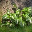 hostas-under-tree