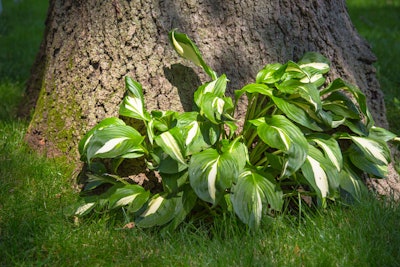hostas-under-tree