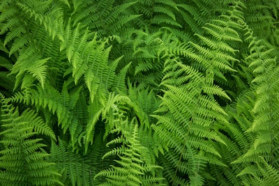 hay-scented-fern