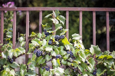 Virginia creeper Photo: Pixabay