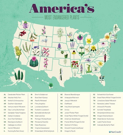 Graphics by NetCredit