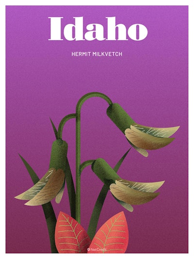 12 Endangered Plants Us Idaho Hermit Milkvetch40