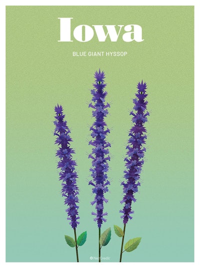 15 Endangered Plants Us Iowa Blue Giant Hyssop40