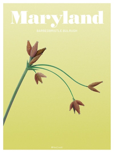 20 Endangered Plants Us Maryland Barbedbristle Bulrush40