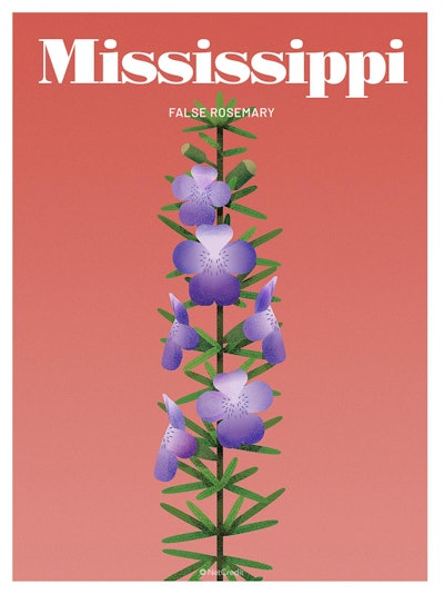 24 Endangered Plants Us Mississippi False Rosemary40