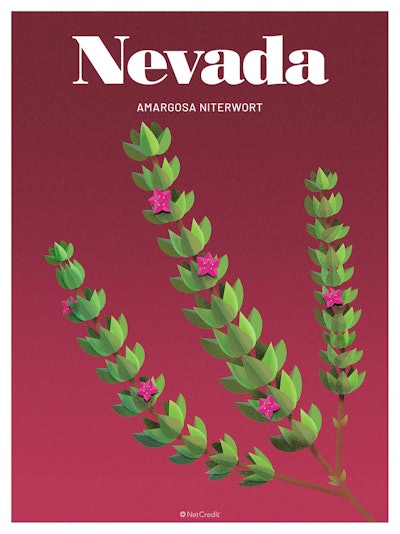 28 Endangered Plants Us Nevada Amargosa Niterwort40