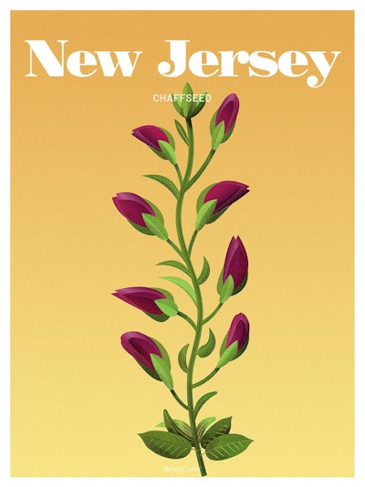 30 Endangered Plants Us New Jersey Chaffseed40