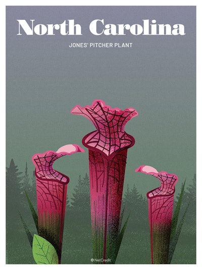 33 Endangered Plants Us North Carolina Jones Pitcher Plant40