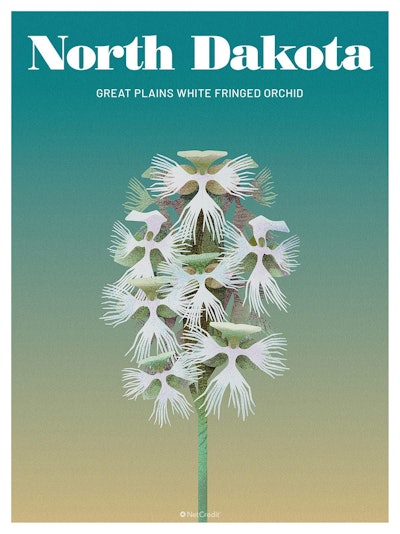 34 Endangered Plants Us North Dakota Great Plains White Fringed Orchid40