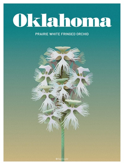 36 Endangered Plants Us Oklahoma Prairie White Fringed Orchid40