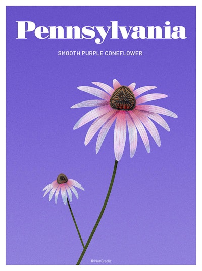 38 Endangered Plants Us Pennsylvania Smooth Purple Coneflower40