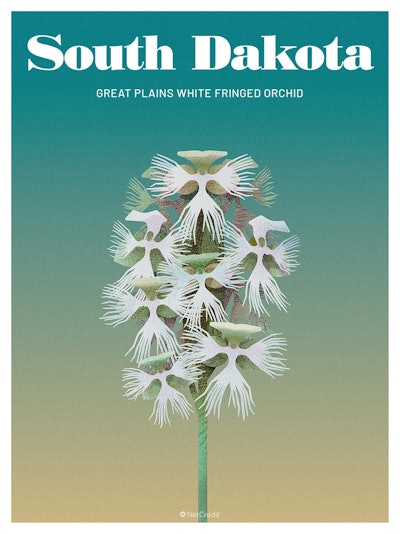 41 Endangered Plants Us South Dakota Great Plains White Fringed Orchid40