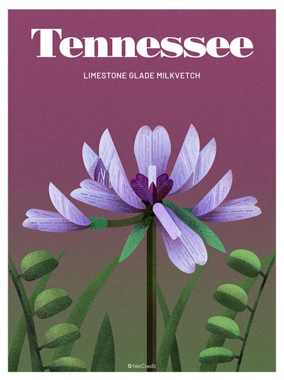 42 Endangered Plants Us Tennessee Limestone Glad Milkvetch40