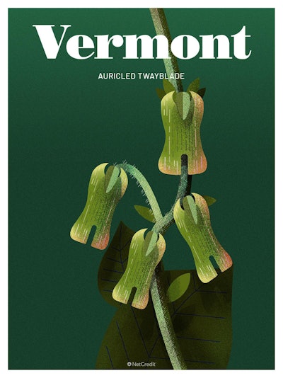 45 Endangered Plants Us Vermont Auricled Twayblade40