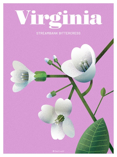 46 Endangered Plants Us Virginia Streambank Bittercress40