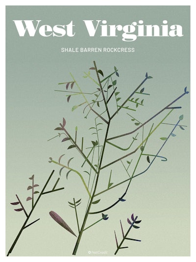 48 Endangered Plants Us West Virginia Shale Barren Rockcress40