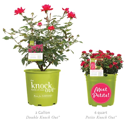 Photo Star Roses and Plants