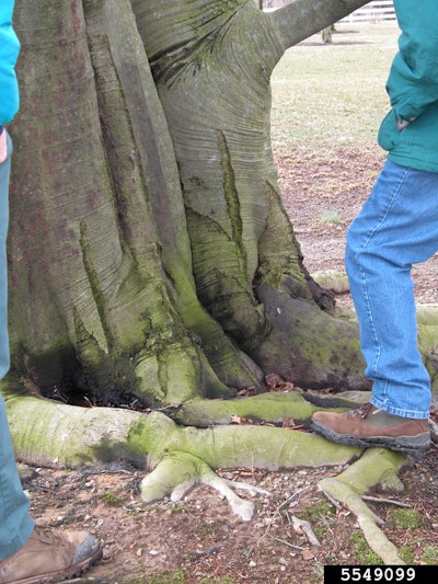 Photo: Penn State Department of Plant Pathology & Environmental Microbiology Archives, Penn State University, Bugwood.org.