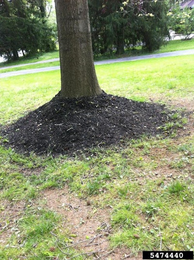 Photo: Stephen Curry, Lower Merion Twp., Bugwood.org.