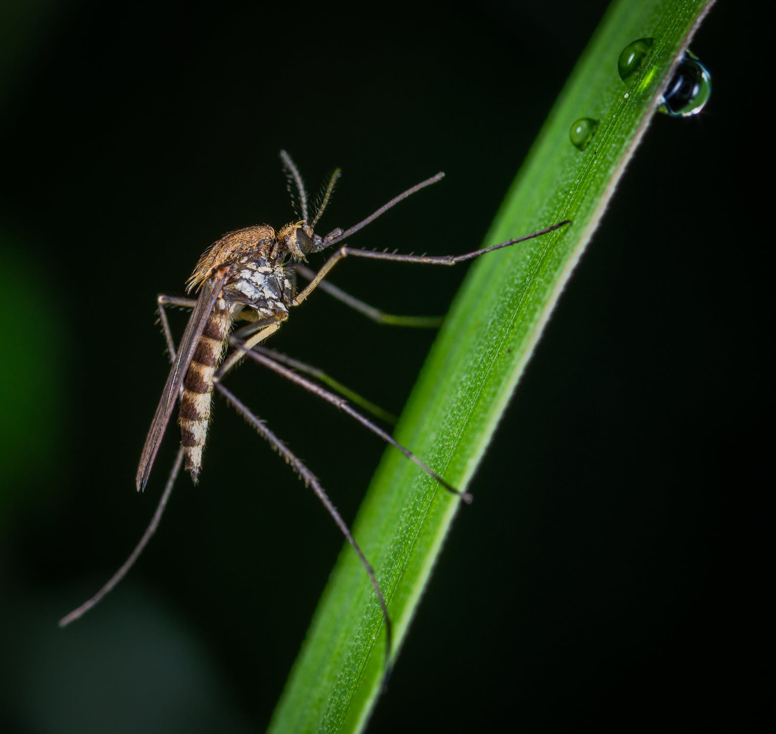 mosquito exterminator