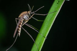mosquito-pexels40