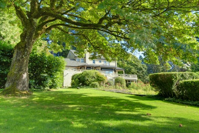 lush-green-front-yard-tree