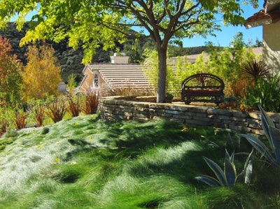 fine fescue grass in a rustic landscape