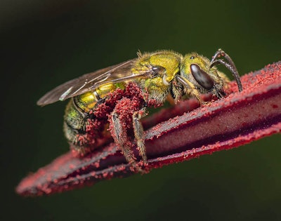 This picture of pollen-covered sweat bee won first place for the Wildlife in the Garden category and was taken at Brookside Gardens in Maryland. Image by Jim Turner. Go to www.igpoty.com for more information about International Garden Photographer of the Year.