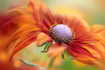 This picture won first place for the Beauty of Plants category and was taken at New Forest Lavender Farm in Wiltshire, England. Image by Jacky Parker. Go to www.igpoty.com for more information about International Garden Photographer of the Year.