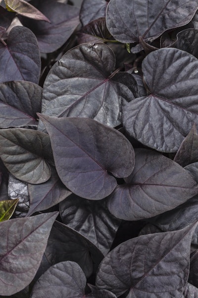 Photo: Courtesy of Proven Winners – www.provenwinners.com.