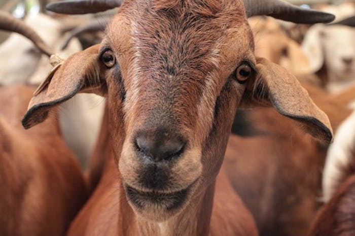 brown-goat copy 2