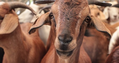 Photo: Goats On the Go