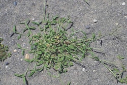 crabgrass