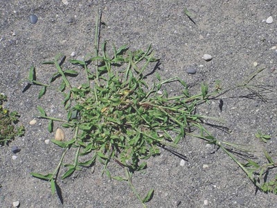 Crabgrass is typically a main target for pre-emergence herbicide applications. Photo: Syngenta
