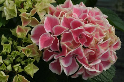 Photo: Courtesy of Proven Winners – www.provenwinners.com.