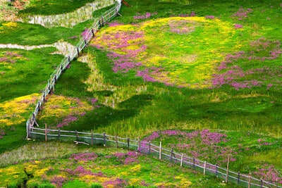 This picture won first place for the Wildflower Landscapes category and was taken at Napahai Wetland Nature Reserve in Yunnan, China. Image by Zhigang Li. Go to www.igpoty.com for more information about International Garden Photographer of the Year.