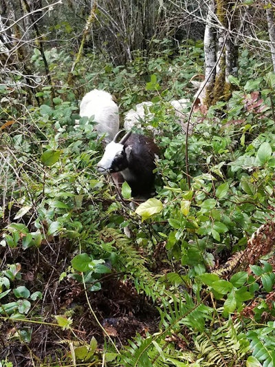 Photo: Rent-A-Ruminant LLC