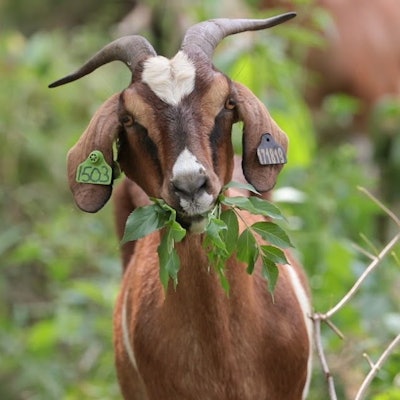 Photo: Goats On the Go