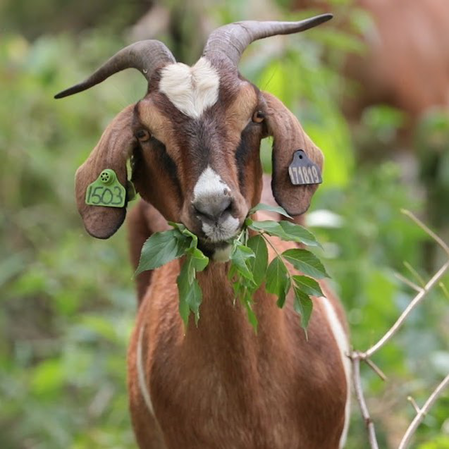 Why you should add goatscaping to your landscaping services Total