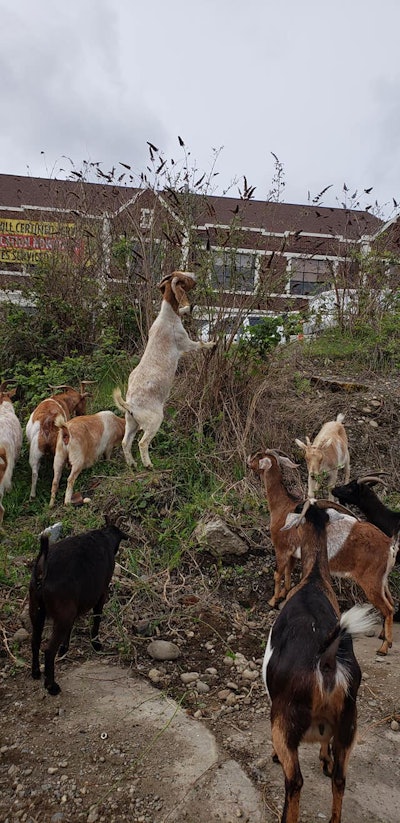 Photo: Rent-A-Ruminant LLC