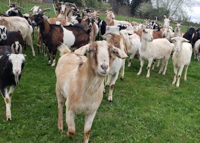 Photo: Rent-A-Ruminant LLC