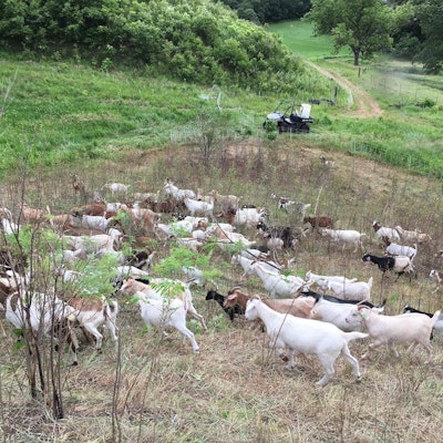 Photo: Goats On the Go