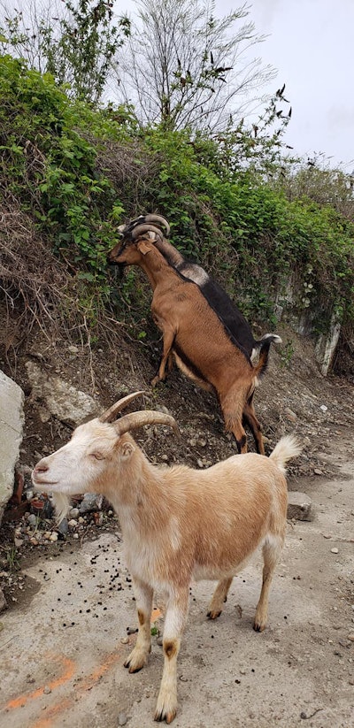 Photo: Rent-A-Ruminant LLC