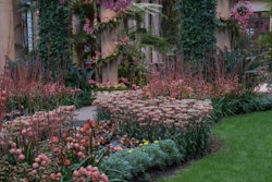 landscaping-plants-yard