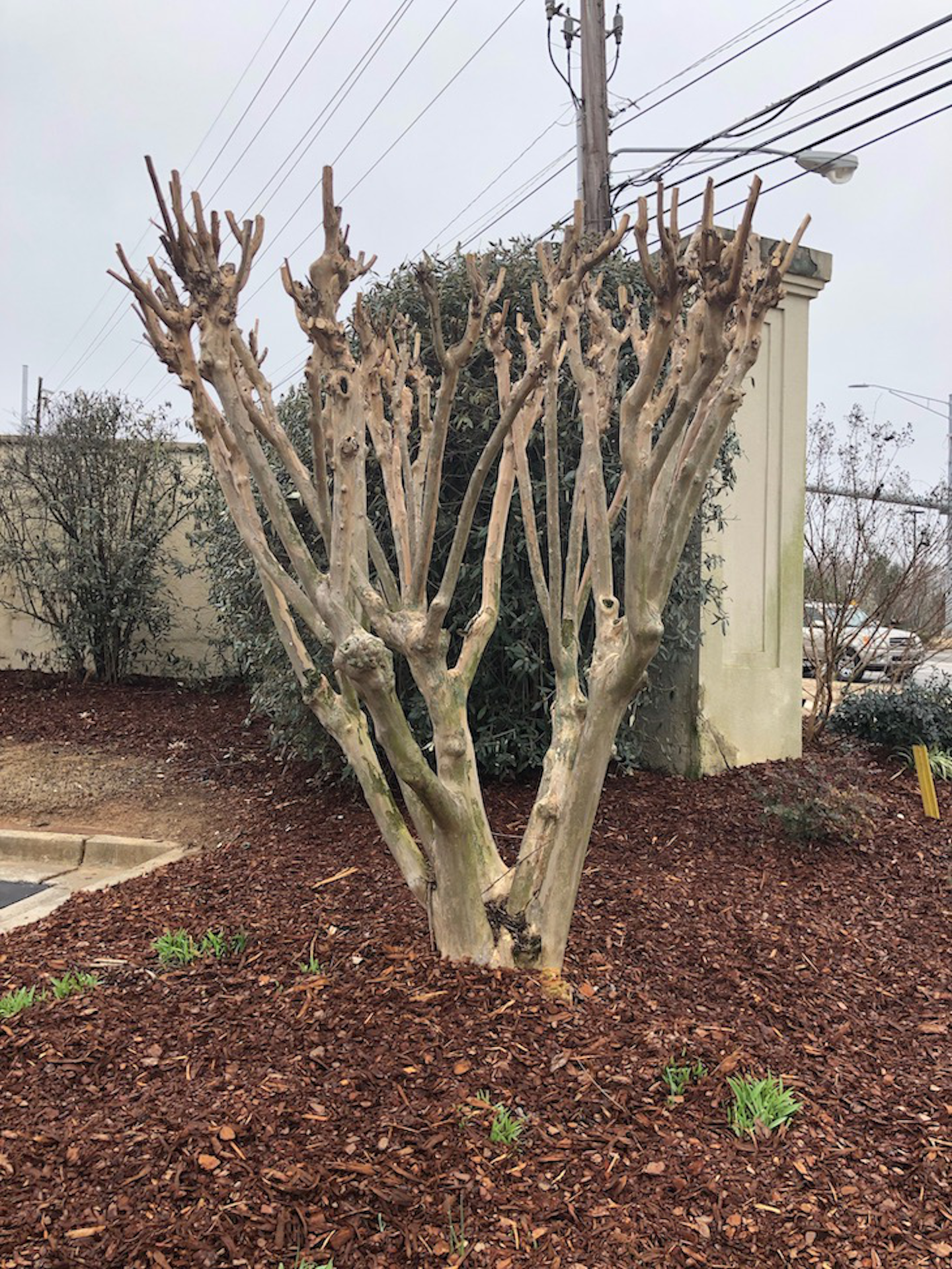 Why crape murder is the wrong way to prune crape myrtles Total