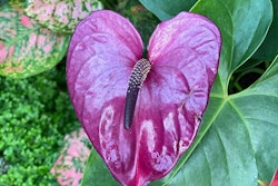 pink-anthurium-plant