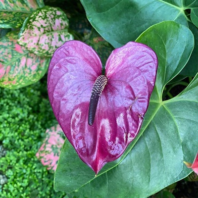 Photo: Longwood Gardens