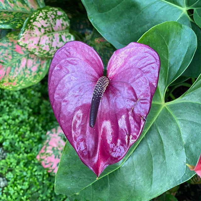 Photo: Longwood Gardens
